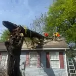 Tree Disease and Pest Identification in Cleveland, TN