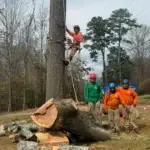 How to Choose the Right Tree Service Company in Cleveland, TN