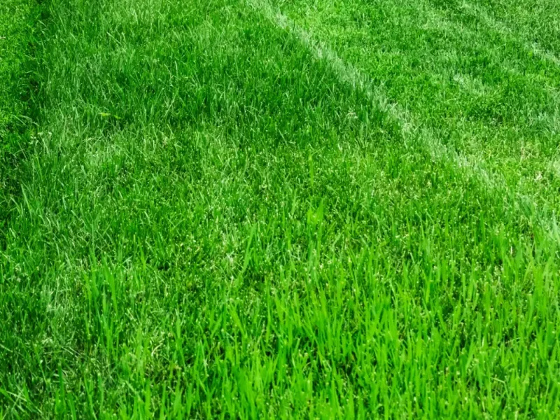 Lawn Mowing 2