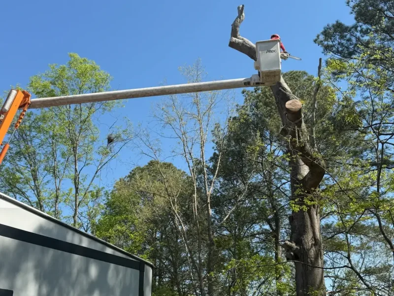 Tree Services (1)