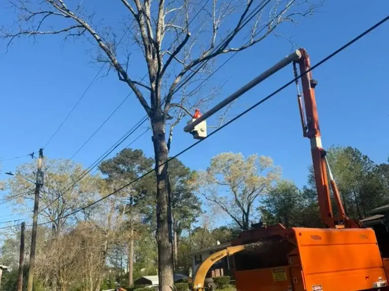 Tree Services (1)
