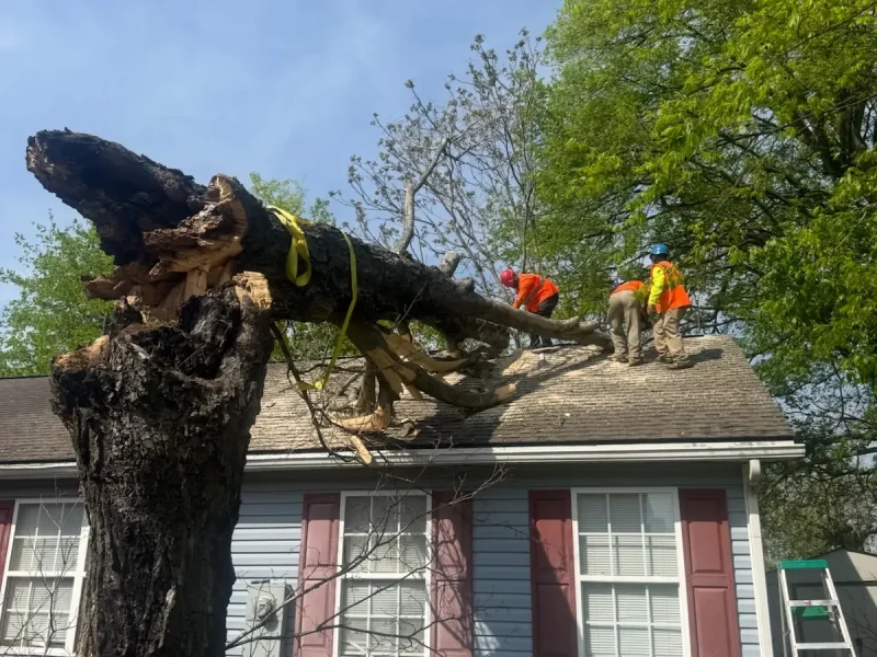 Tree Services (2)