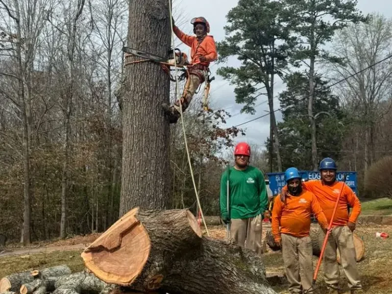 Tree Services (3)