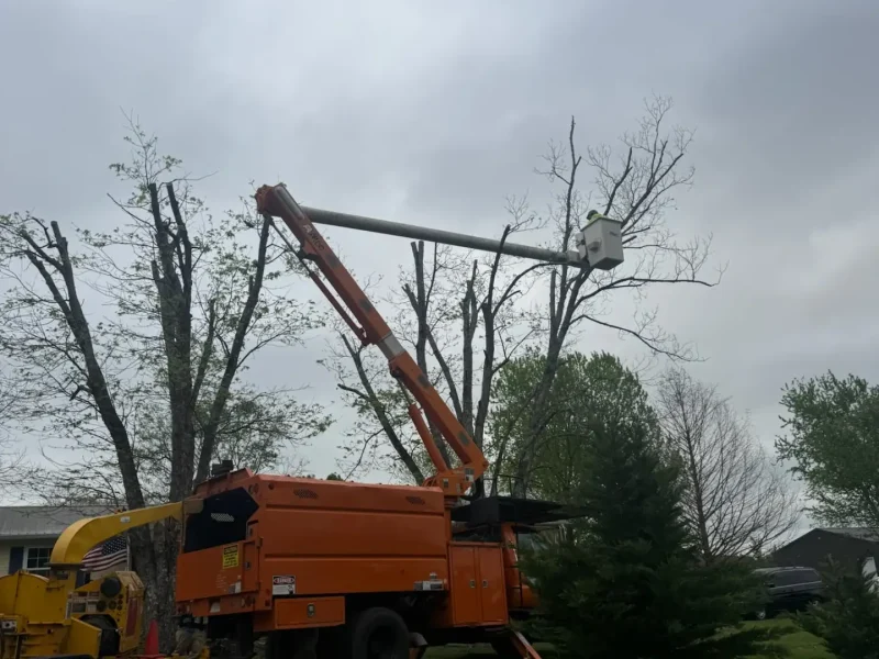 Tree Services (4)