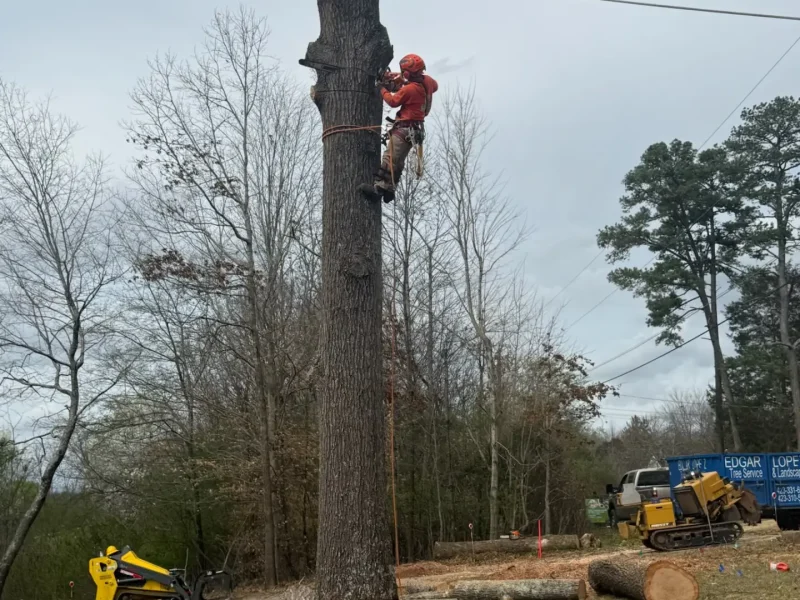 Tree Services (6)